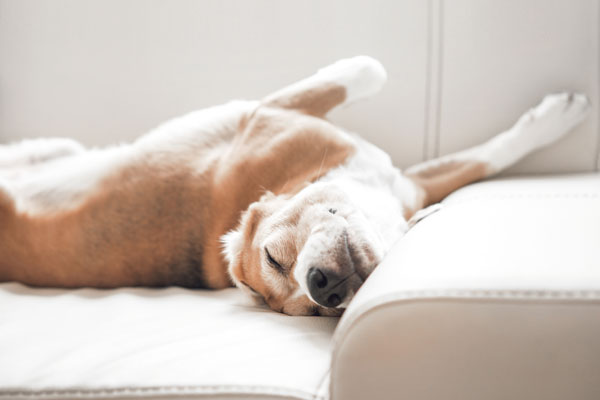 Anwendung Darmpflege Pulver Anwendung Darmpflege Pulver