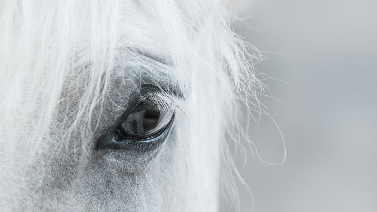 Pferde CBD Öl Pferde CBD Öl