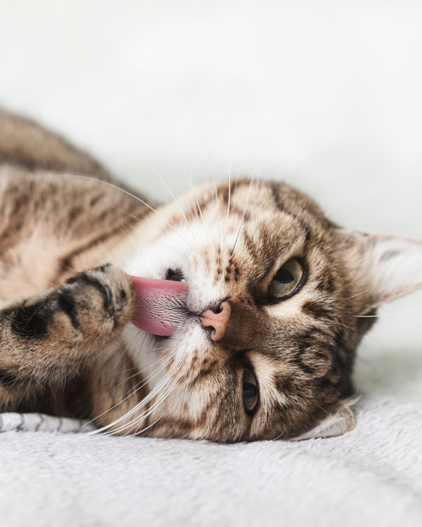 Nat&uuml;rliche Heilkraft bei Hauterkrankungen