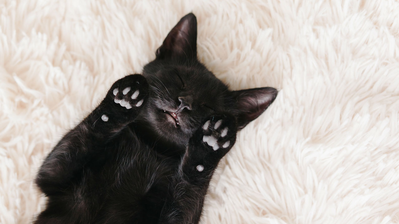 Zum Ballenschutz der Pfoten Zum Ballenschutz der Pfoten