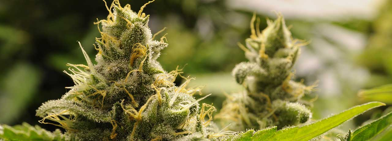 CBD Bl&uuml;ten: Wirkung, Anwendung & Unterschiede zu CBD &Ouml;l