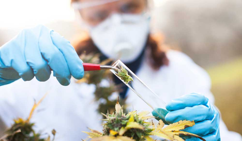 THCV &ndash; ein Cannabinoid mit therapeutischem Potenzial?