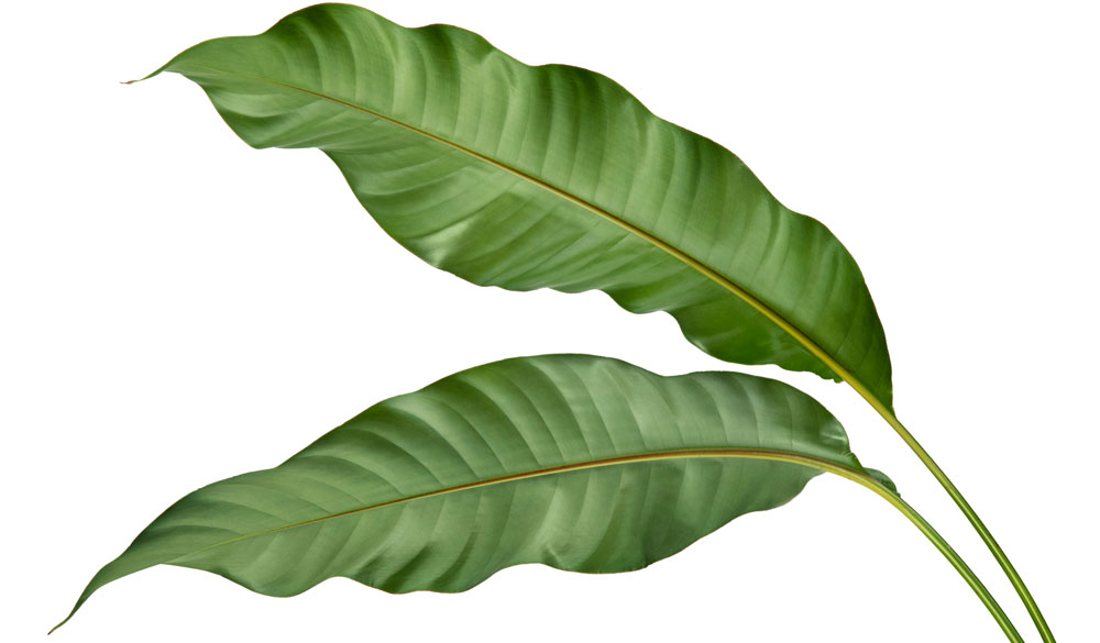 Naturkosmetik ist nicht gleich Biokosmetik Naturkosmetik ist nicht gleich Biokosmetik