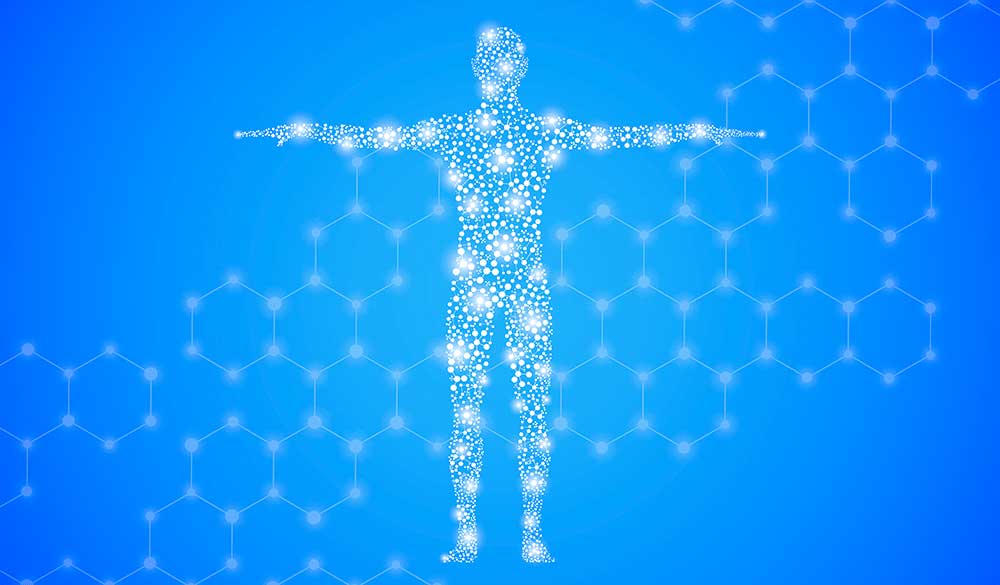 THCV - Effekte im K&ouml;rper