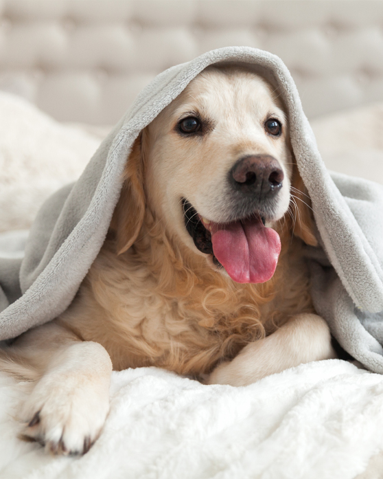 Unterschiede zwischen CBD Hanf&ouml;len f&uuml;r Hunde & Katzen und VET &Ouml;len